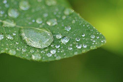 Digital Nc Nikon D7200 10x High Definition 2 Element Close-Up (Macro) Lens (52mm)