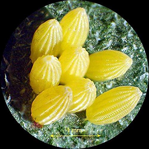 AmScope AmScope SW24B Binocular Microscope Head, WH10x Eyepieces, 20X and 40X Magnification, 2X/4X Objective