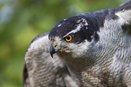 Tamron Tamron A011S SP 150-600mm f/5-6.3 Di VC USD Super Telephoto Zoom Lens for Sony Alpha and Maxxum Cameras - International Version (No Warranty)