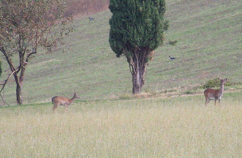 Opteka Opteka 650-1300mm High Definition Super Telephoto Zoom Lens for Sony E-Mount Digital SLR Photo Cameras (Black) + Premium 8-Piece Cleaning Kit