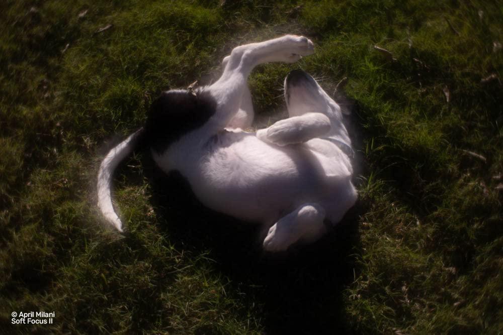 Lensbaby Soft Focus II Compatible Z Mount