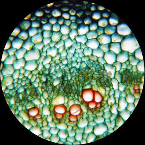 AmScope AmScope M150C-MS Compound Monocular Microscope, WF10x and WF25x Eyepieces, 40x-1000x Magnification, LED Illumination, Brightfield, Single-Lens Condenser, Coaxial Coarse and Fine Focus, Mechanical Stag