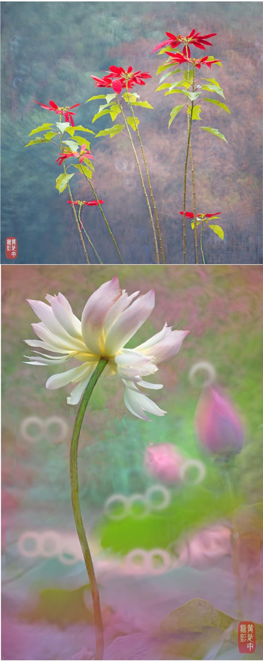 Kase Kase 200mm F5.6 MC Reflex Mirror Aluminum Portrait Lens Compatible with Canon RF Mount