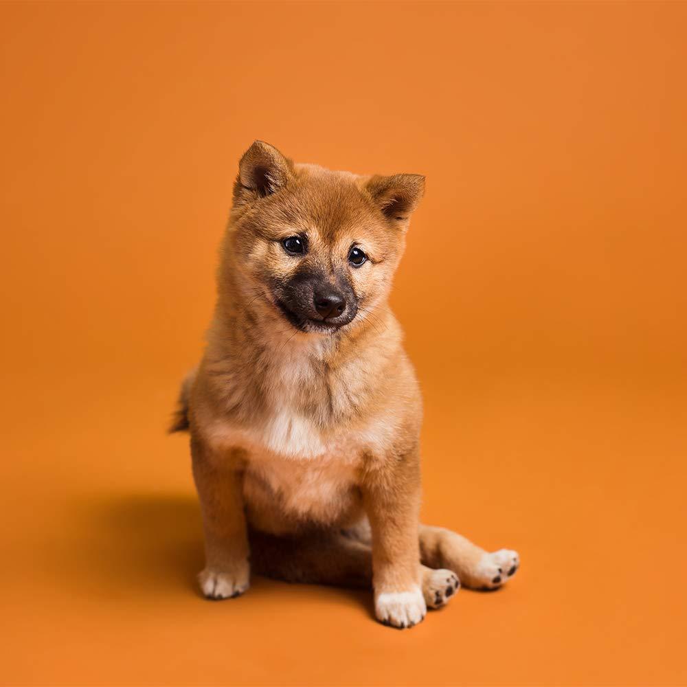 Savage Savage Seamless Paper Photography Backdrop - Color #17 Sienna, Size 53 Inches Wide x 36 Feet Long, Backdrop for YouTube Videos, Streaming, Interviews and Portraits - Made in USA