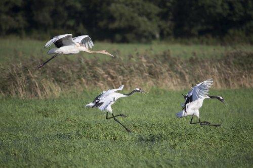 Tamron Tamron A011S SP 150-600mm f/5-6.3 Di VC USD Super Telephoto Zoom Lens for Sony Alpha and Maxxum Cameras - International Version (No Warranty)