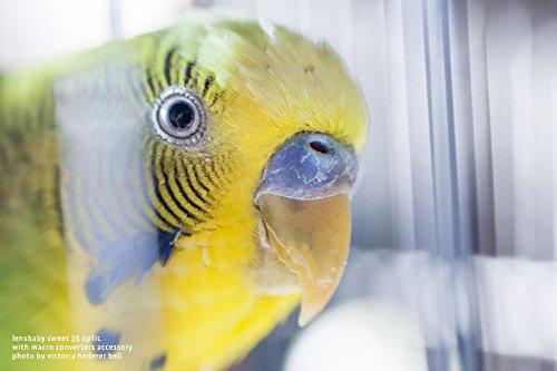 Lensbaby Lensbaby Macro Converters - 8mm Converter and 16mm Converter (LBMC)