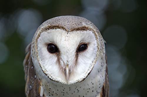 Tamron TAMRON high magnification zoom lens 18-400mm F3.5-6.3 DiII VC HLD for Canon APS-C only B028E(International Version - No Warranty)