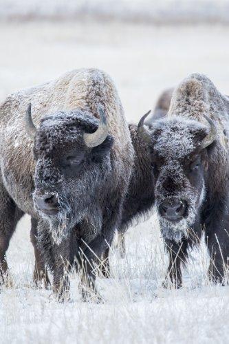 Tamron Tamron A011S SP 150-600mm f/5-6.3 Di VC USD Super Telephoto Zoom Lens for Sony Alpha and Maxxum Cameras - International Version (No Warranty)