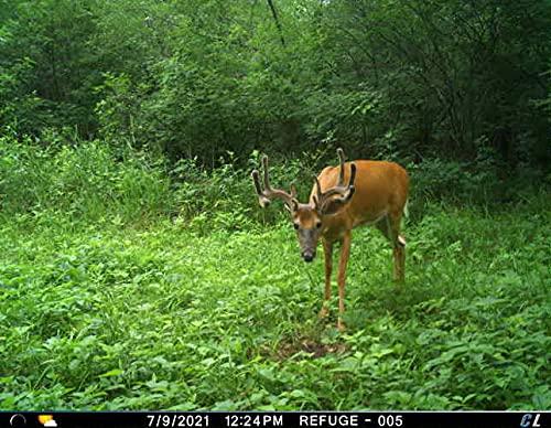 Cuddelink Cuddelink Cuddeback 1 L Home Unit Powered by Verizon or AT&T 2 Long Range IR Cameras L Series 3 16GB SD Cards 1 Hat New