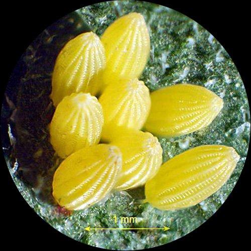 AmScope Sharp Forward Stereo Microscope 10X-30X