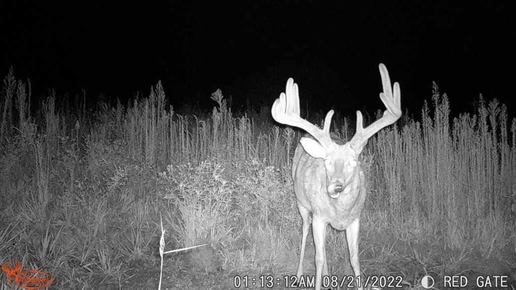 Wildgame Innovations Wildgame Innovations Kicker 16MP LIGHTSOUT