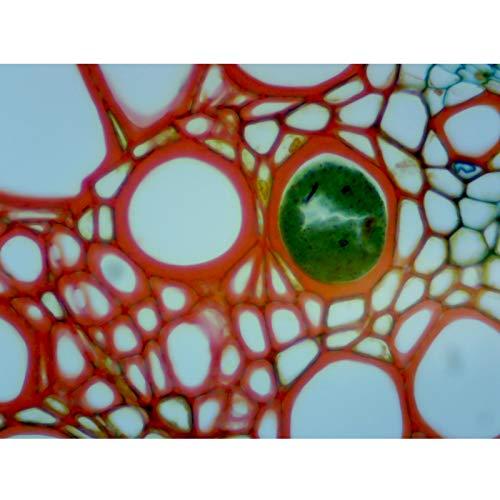 OMAX OMAX 40X-2000X Digital Lab Binocular Compound Microscope with USB Digital Camera