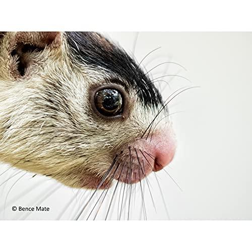 Panasonic Panasonic H-XA025 Leica DG Summilux Lens 25 mm (50 mm KB), Dust Protection, Splashproof, F1.4 Black