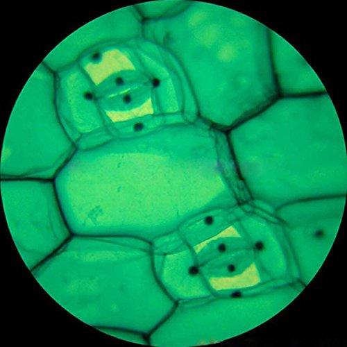 AmScope AmScope M60C-ABS-PS100-WM Beginner Microscope Kit, Mirror Illumination, WF10x and WF20x Eyepieces, 40x-1000x Magnification, Includes Case, Set of 100 Prepared Slides, and Book