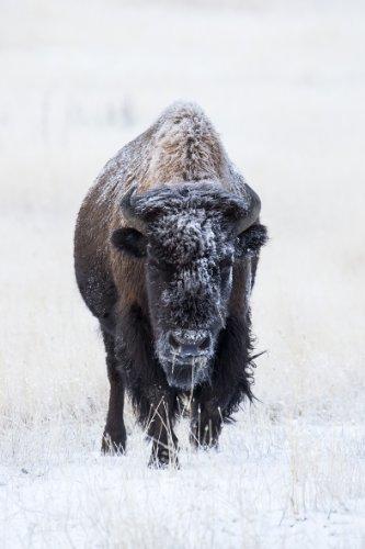 Tamron Tamron A011S SP 150-600mm f/5-6.3 Di VC USD Super Telephoto Zoom Lens for Sony Alpha and Maxxum Cameras - International Version (No Warranty)