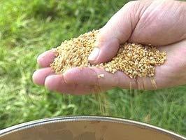 Chase Chase Mole & Gopher Repellant 6 Lbs.