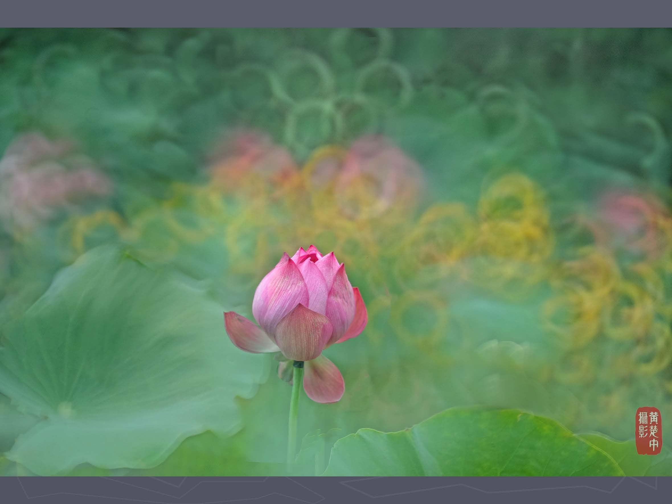 Kase Kase 200mm F5.6 MC Reflex Mirror Aluminum Portrait Lens Compatible with Nikon F Mount